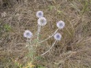IMG_3827.JPG