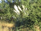 IMG_3966.JPG